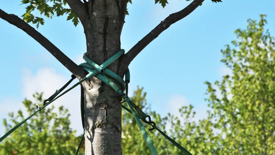 Tree Trimming & Pruning Tree Trimming & Pruning